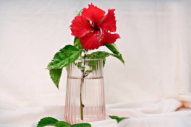 Free download hibiscus vase fora nature flower free picture to be edited with GIMP free online image editor