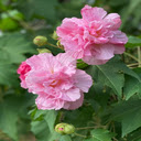 Hibiscus Wallpaper  screen for extension Chrome web store in OffiDocs Chromium