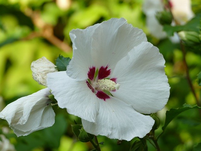 Free download Hibiscus White Close Up -  free photo or picture to be edited with GIMP online image editor