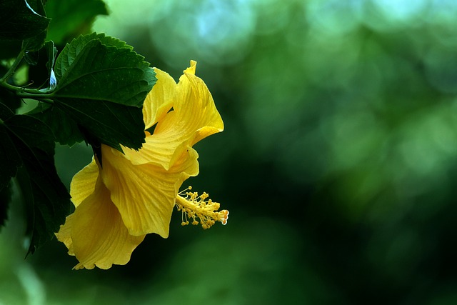 Free download hibiscus yellow flora flower free picture to be edited with GIMP free online image editor