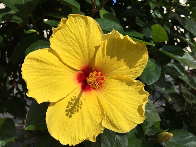Free download Hibiscus Yellow Flower -  free photo or picture to be edited with GIMP online image editor