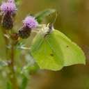 Hidden butterfly  screen for extension Chrome web store in OffiDocs Chromium