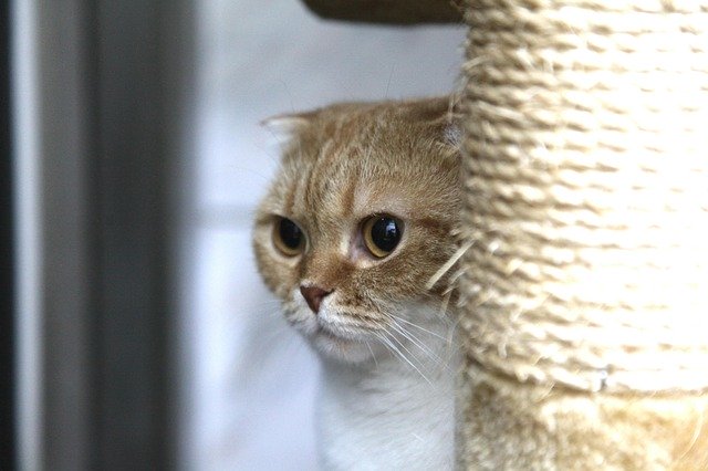 Gratis download Hide Cat Kitten - gratis foto of afbeelding om te bewerken met GIMP online afbeeldingseditor