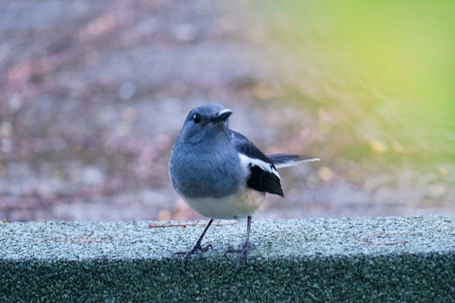 Unduh gratis Hi Finch Bird Feather Common - foto atau gambar gratis untuk diedit dengan editor gambar online GIMP