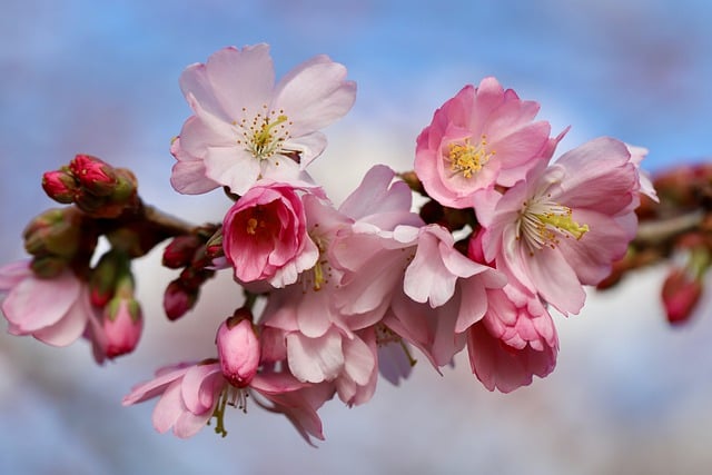 Free download higan cherry spring cherry blossom free picture to be edited with GIMP free online image editor