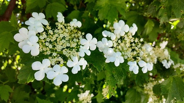 Free picture High Bush Cranberry White Flower -  to be edited by GIMP free image editor by OffiDocs