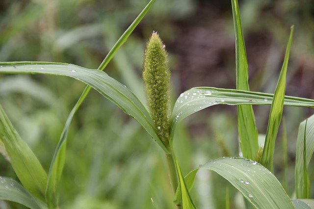 Free download High Grass Green Plant Nature -  free photo or picture to be edited with GIMP online image editor