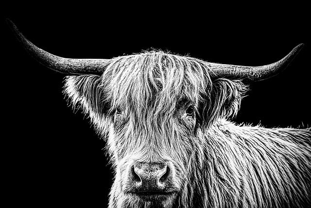 免费下载高地肉牛肖像黑色 - 免费免费照片或图片可使用 GIMP 在线图像编辑器进行编辑