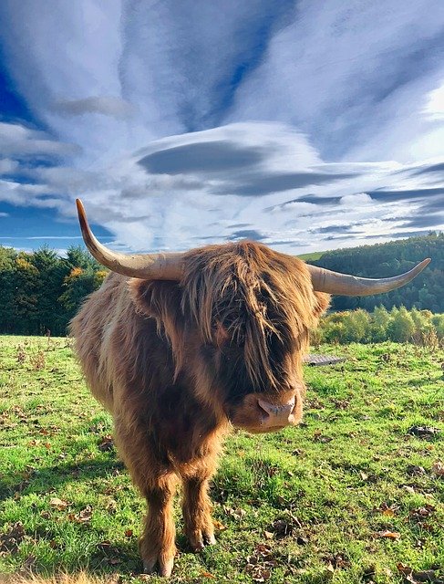 Descarga gratuita Highland Beef Scotland Animal - foto o imagen gratuita para editar con el editor de imágenes en línea GIMP