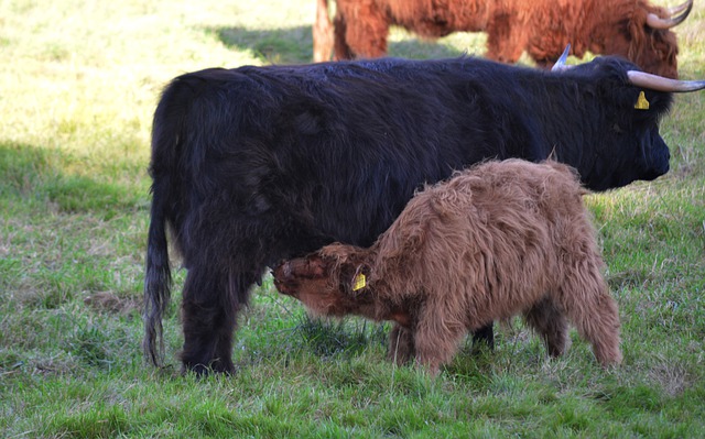 Free download highland cattle calf cows bovine free picture to be edited with GIMP free online image editor
