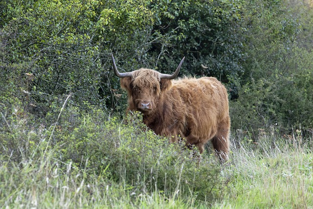 Free download highland cattle cow meadow free picture to be edited with GIMP free online image editor