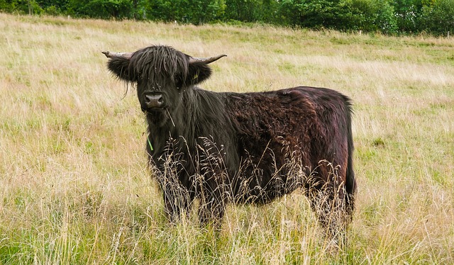Free download highland cattle cow ox weidetier free picture to be edited with GIMP free online image editor