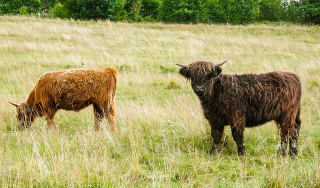 Free download highland cattle cows cow ox free picture to be edited with GIMP free online image editor