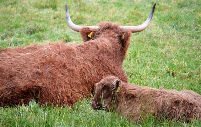 Free download highland cattle lying horns calf free picture to be edited with GIMP free online image editor