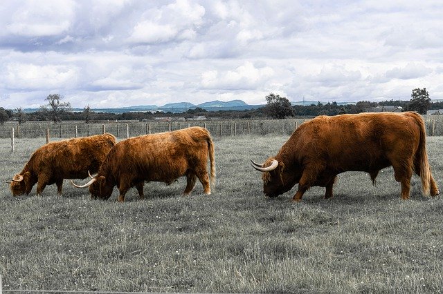 Free download Highland Coo Cow -  free photo or picture to be edited with GIMP online image editor