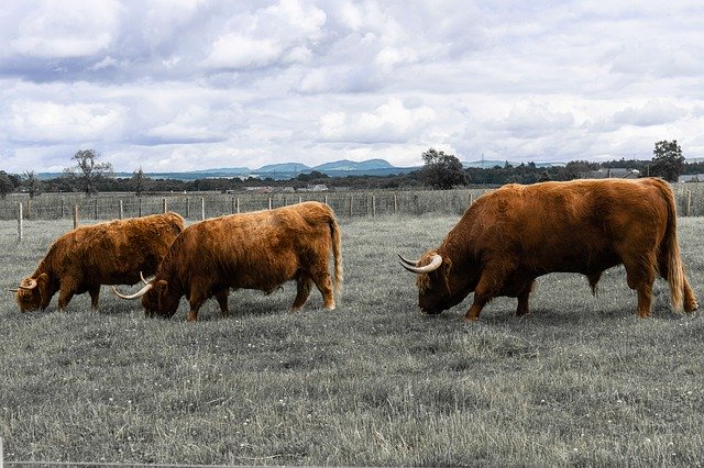 Descărcare gratuită Highland Coo Cow - fotografie sau imagini gratuite pentru a fi editate cu editorul de imagini online GIMP