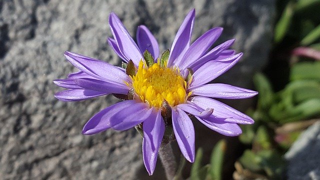 Unduh gratis High Mountain Flower Purple - foto atau gambar gratis untuk diedit dengan editor gambar online GIMP