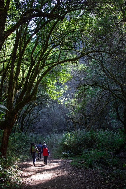 Free download hiking forest nature path trees free picture to be edited with GIMP free online image editor