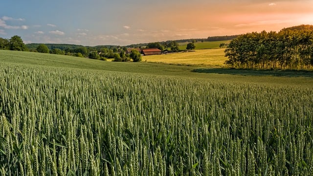 Free download hill field grain trees limburg free picture to be edited with GIMP free online image editor