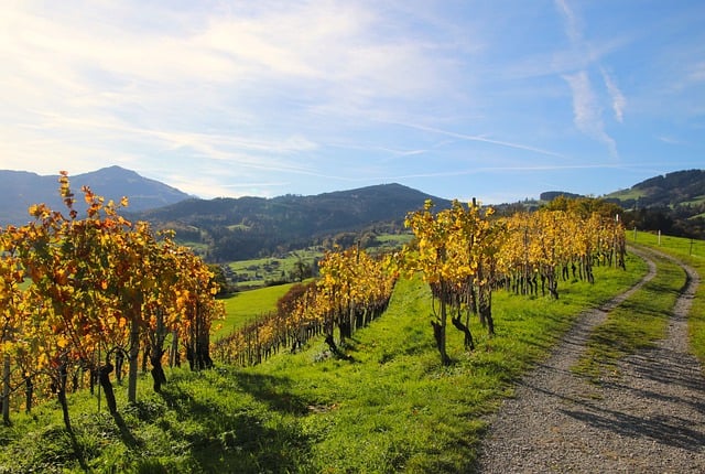 Free download hill vine winemaking plantation free picture to be edited with GIMP free online image editor