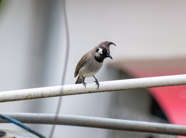 Free download himalayan bulbul bulbul bird animal free picture to be edited with GIMP free online image editor