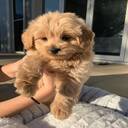 hing fluffy puppy background  screen for extension Chrome web store in OffiDocs Chromium