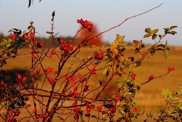 Free download Hip Autumn Berry Close -  free photo or picture to be edited with GIMP online image editor