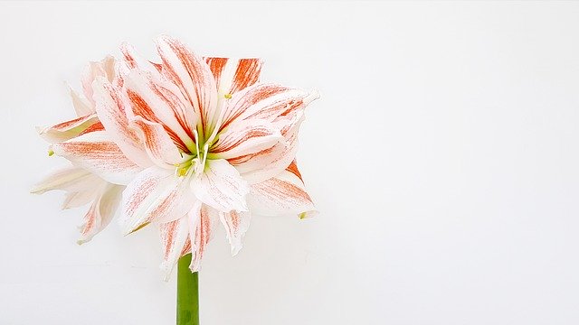 Download gratuito Hippeastrum Amaryllis Bud - foto o immagine gratuita da modificare con l'editor di immagini online di GIMP