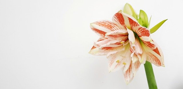 Unduh gratis Hippeastrum Flower Bloom - foto atau gambar gratis untuk diedit dengan editor gambar online GIMP
