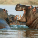 Hippopotamus  screen for extension Chrome web store in OffiDocs Chromium