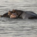 Hippopotamus2  screen for extension Chrome web store in OffiDocs Chromium