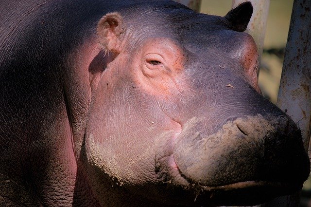 Free download Hippopotamus Animal Africa -  free photo or picture to be edited with GIMP online image editor