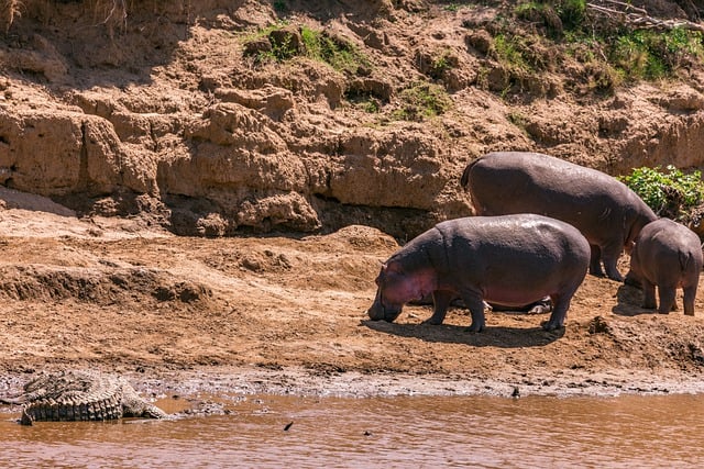 Free download hippopotamus animal safari nature free picture to be edited with GIMP free online image editor
