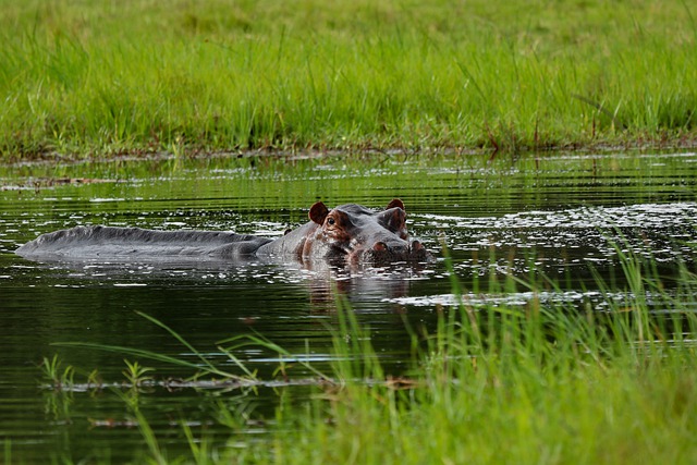 Bezpłatne pobieranie hipopotama ssak oczy woda darmowe zdjęcie do edycji za pomocą bezpłatnego internetowego edytora obrazów GIMP