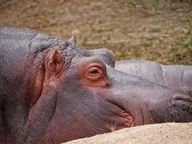 Free picture Hippopotamus Mammal Nature -  to be edited by GIMP free image editor by OffiDocs