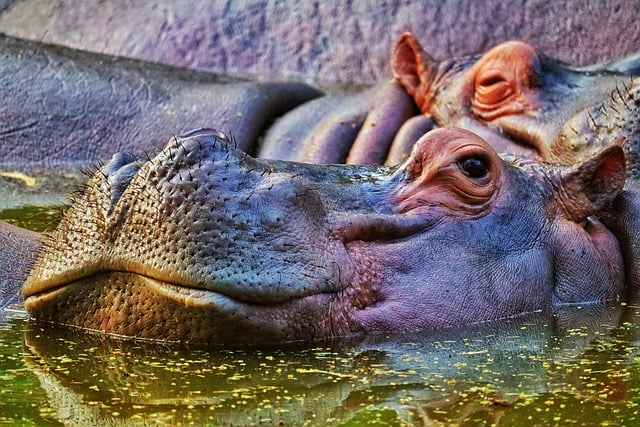 Free download hippopotamus pond wildlife free picture to be edited with GIMP free online image editor