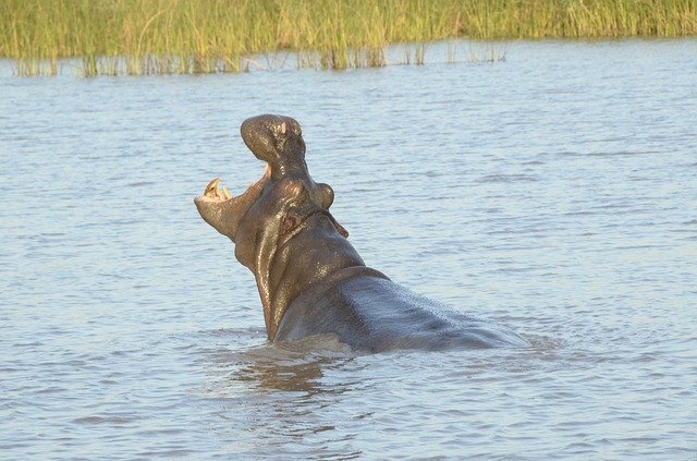 Free download Hippopotamus Saint Lucia South -  free photo or picture to be edited with GIMP online image editor