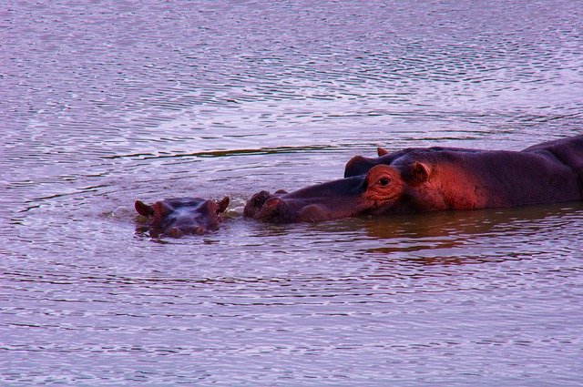 Free picture Hippopotamus Wild Mother And Child -  to be edited by GIMP free image editor by OffiDocs