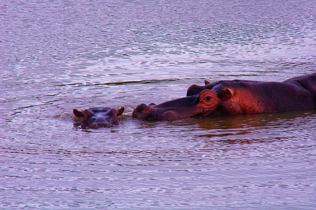 Muat turun percuma Ibu Dan Anak Liar Hippopotamus - foto atau gambar percuma untuk diedit dengan editor imej dalam talian GIMP