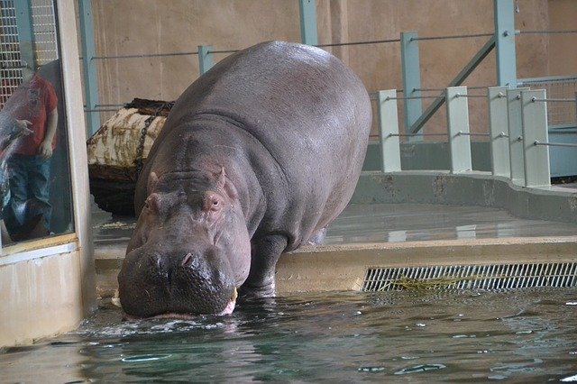 Unduh gratis Hippopotamus Zoo Hippo - foto atau gambar gratis untuk diedit dengan editor gambar online GIMP