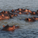 Hippos swimming in the river  screen for extension Chrome web store in OffiDocs Chromium