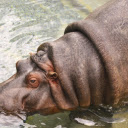Hippos take a cool bath  screen for extension Chrome web store in OffiDocs Chromium