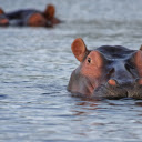 Hippo underwater  screen for extension Chrome web store in OffiDocs Chromium
