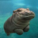 hippo wallpaper  screen for extension Chrome web store in OffiDocs Chromium