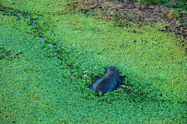 Muat turun percuma Hippo Water Green - foto atau gambar percuma untuk diedit dengan editor imej dalam talian GIMP