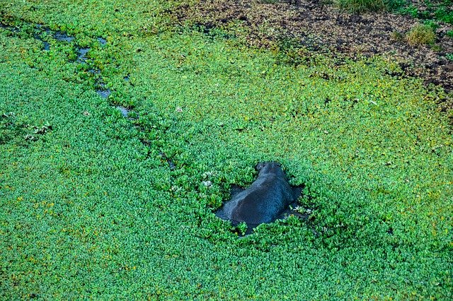 Free download Hippo Water Green -  free photo or picture to be edited with GIMP online image editor