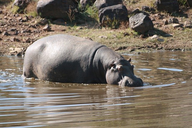 Free download Hippo Wildlife Hippopotamus -  free free photo or picture to be edited with GIMP online image editor