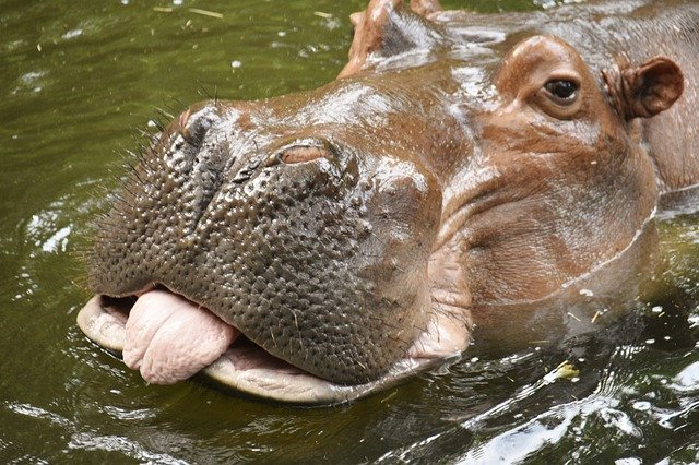 Descărcare gratuită Hippo With Tongue Stuck Out - fotografie sau imagini gratuite pentru a fi editate cu editorul de imagini online GIMP