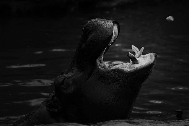 הורדה חינם Hippo Zoo Mammal - תמונה או תמונה בחינם לעריכה עם עורך התמונות המקוון GIMP