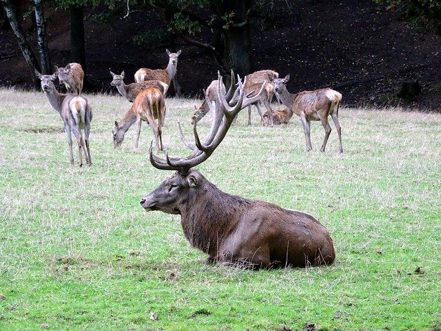 Free download Hirsch Antler Male -  free photo or picture to be edited with GIMP online image editor